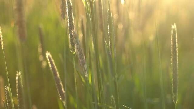 grass in the spring sunlight 