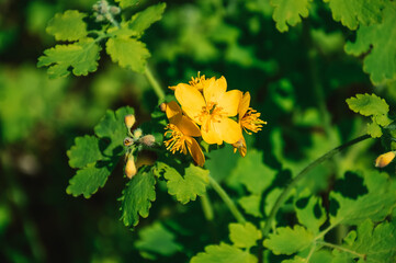 Medicinal plant celandine. Treatment with folk methods. Treatment of skin diseases with herbs. Celandine juice. Yellow flowers. Health care.