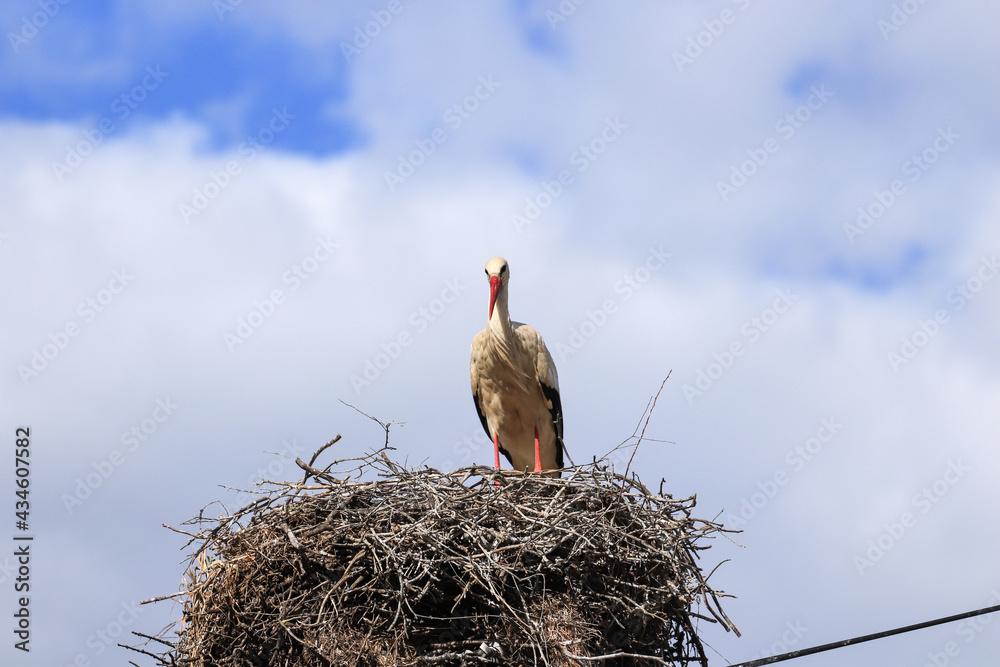 Wall mural Stork in a nest with a baby on a spring day