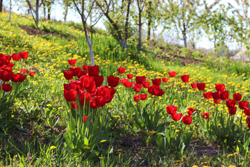 Red tulips in the garden.