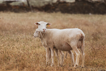 Sheep with baby in a field