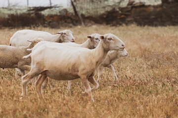 Fototapeta premium Flock of sheep in the field