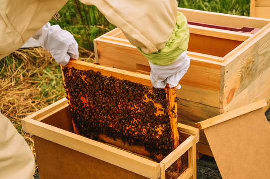 A Beekeeper In Protective Gear Takes Out A Frame With Bees And Honey From A Bee Bag. Transfer Of Bees To The Hive. Inspection Of Hives. Pumping Out Honey. Beekeeping In Nature.