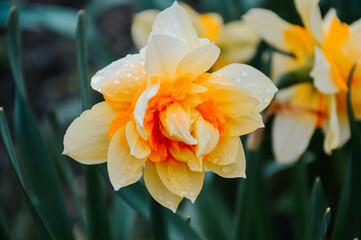 Varietal double flower daffodil with dew drops after rain. Garden flowers. Nature after the rain. Postcard. Spring background