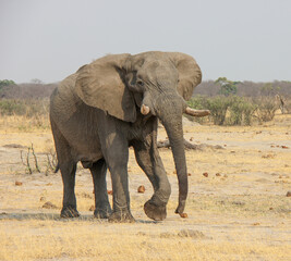Fototapeta na wymiar Thirsty elephants on the move, zimbabwe