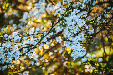 A blooming cherry plum tree in the sun. Spring background. Postcard. Lots of white flowers. Garden. Cherry plum flowers. Honeybee.