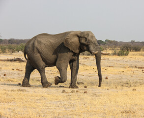 Fototapeta na wymiar Thirsty elephants on the move, zimbabwe