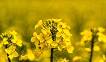 Rapsblüte im Detail