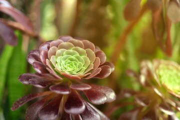 Burgundy green succulent plant from Southern California.
