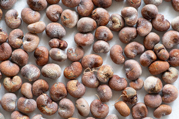 Small group of baobab seeds