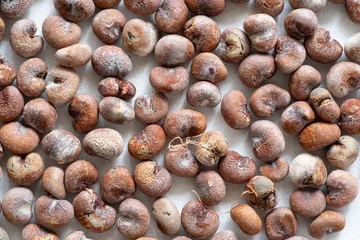 Tuinposter Small group of baobab seeds © sissoupitch