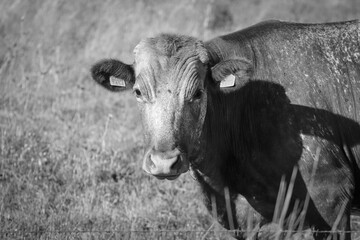 single cow on a meadow 