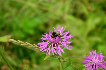 Bumblebee on a flower