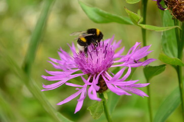 Bumblebee on a flower