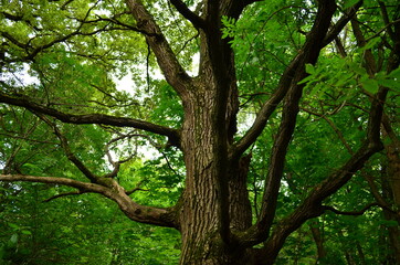 Tree branches