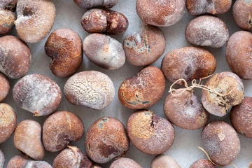 Fototapete Rund Small group of baobab seeds © sissoupitch