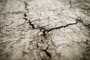 Obraz premium Shallow depth of field (selective focus) details with scorched earth under the strong sun of a summer day - drought.