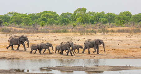 Thirsty elephants on the move, zimbabwe - Powered by Adobe