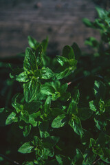 tropical leaves on a dark background with a copy space. tropical foliage.dark green foliage in the natural environment. selective focus, artistic bokeh.