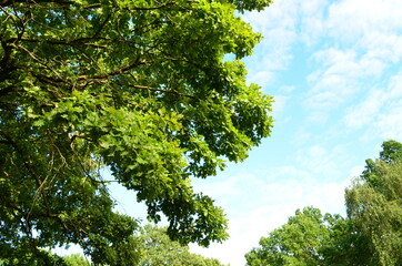Oak in the park