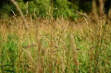Close up of grass