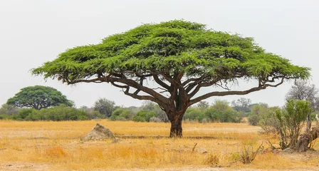 Fotobehang Acacia tree in zimbabwe - the symbol of Africa © luminatephotos