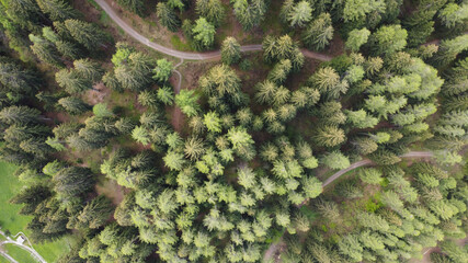 alberi foresta strada di montagna boschi  montagne verde aria pulita  © franzdell