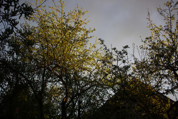 a large birch tree illuminated by the sun against the gray summer sky