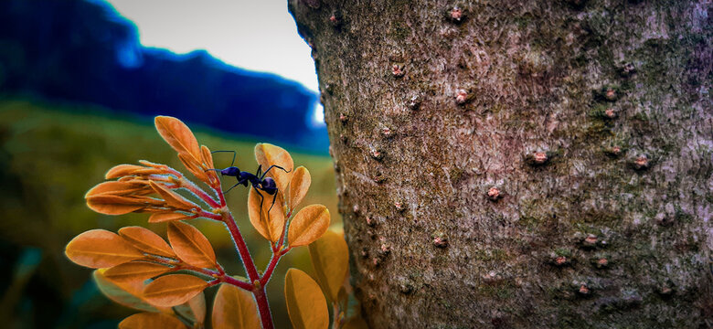 coral reef with anemone
