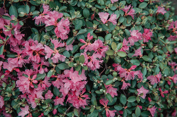 Beautiful cherry blossom sakura flowers background for design.