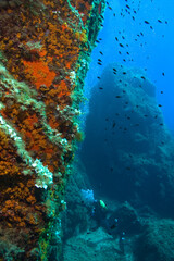 Scuba diver explores underwater reef. Mediterranean sea.
