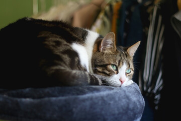 Cute tabby cat sitting on a cat tree. Clothing rack in the background. Selective focus.