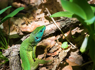 Emerald lizard on forest floor with oak leaves
