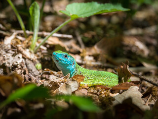 Emerald lizard on forest floor with oak leaves