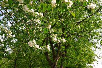 Fototapeta premium Beautiful flowering tree against the sky