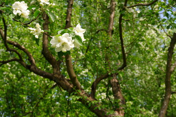 Fototapeta premium Beautiful flowering tree against the sky