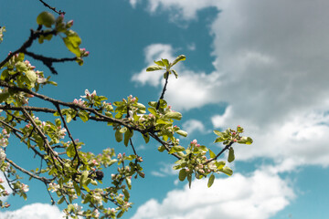Spring apple blossoms against a blue sky