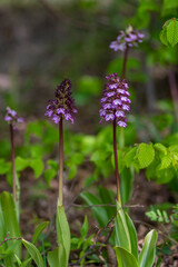 Lady orchid Orchis purpurea flowering protected plants, beutiful purple white flowers in bloom on tall stem also with buds