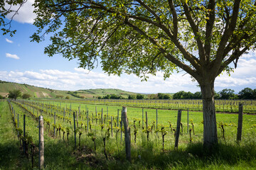 Fototapeta premium Tree between vineyards near jois and winden in Burgenland