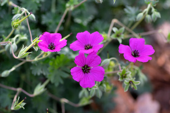 Geranium Sanguineum Bloody Cranes Bill Bright Pink Purple Flowering Plant, Garden Cultivated Flowers In Bloom