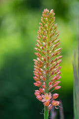 Eremurus isabellinus pinocchio cleopatra flowering ornamental plant, beautiful pink orange foxtail lily flowers in bloom