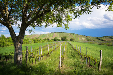 Fototapeta na wymiar Tree between vineyards near jois and winden in Burgenland
