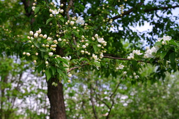 Fototapeta premium Beautiful flowering tree against the sky