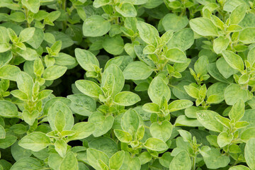 Oregano, (Origanum vulgare) herb plant 
