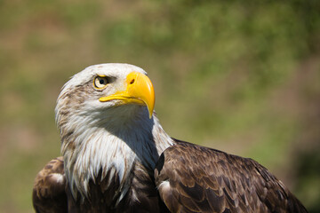 Obraz premium aguila real americana mirando al infinito