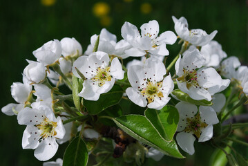 Fototapeta premium bright bloom of pear on a warm spring day
