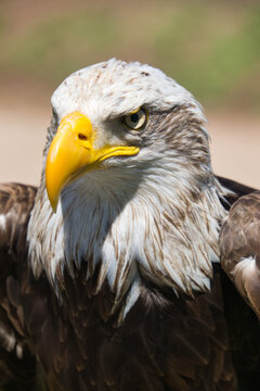 águila real americana
