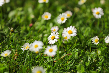 field of daisies. Flowers background in the spring