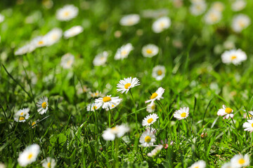 field of daisies. Flowers background in the spring