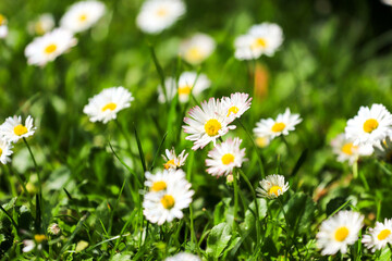 field of daisies. Flowers background in the spring